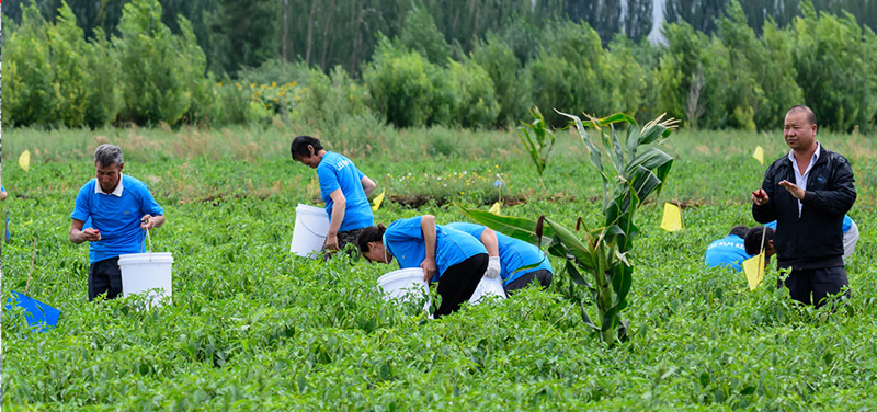 Workers picking chillis for production